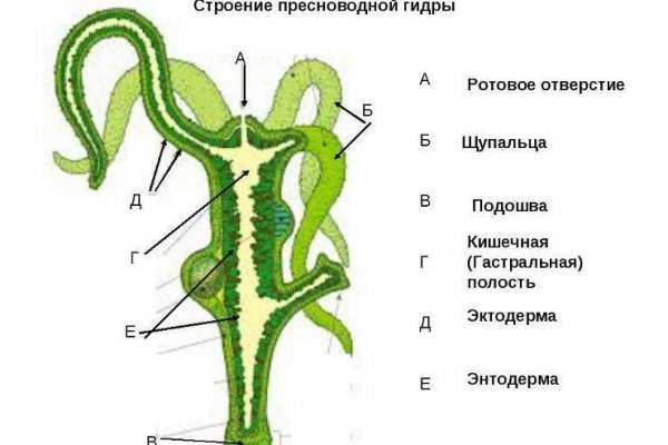 Омг ссылка гонтобак